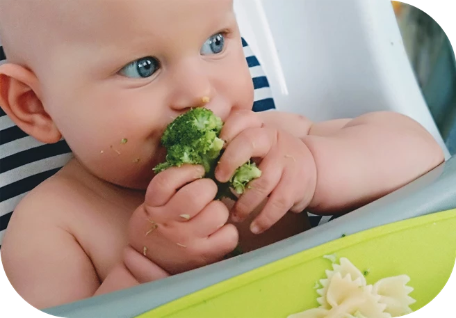 baby led weaning bebés baby led weaning bebés