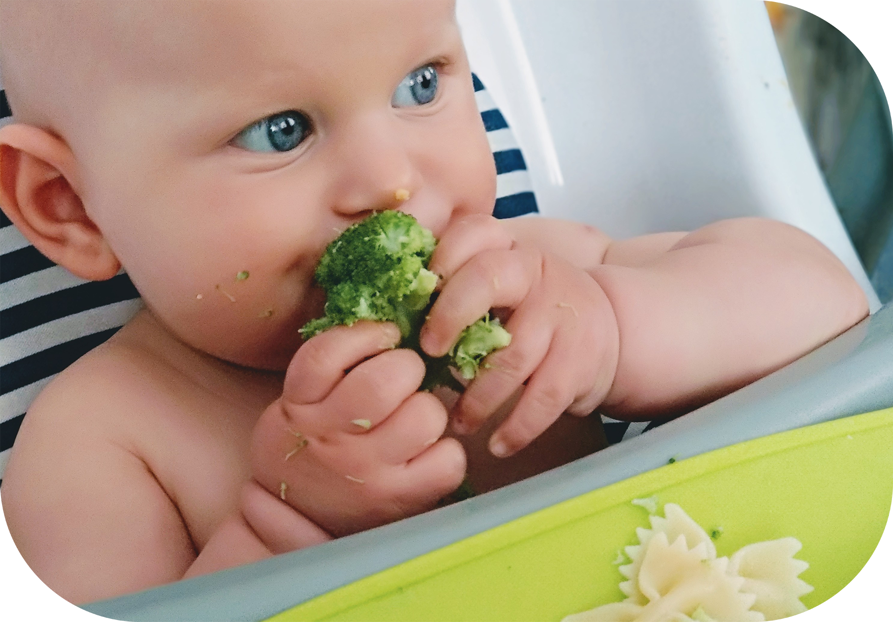 baby led weaning bebés